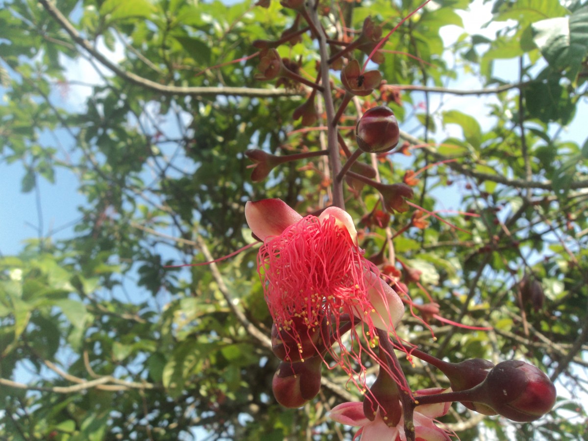 Barringtonia racemosa (L.) Spreng.